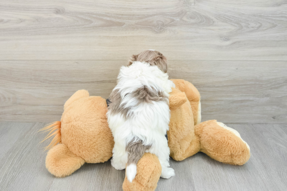 Havanese Pup Being Cute