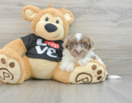 8 week old Havanese Puppy For Sale - Seaside Pups