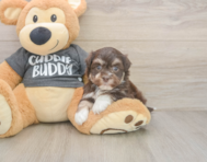 6 week old Havanese Puppy For Sale - Seaside Pups