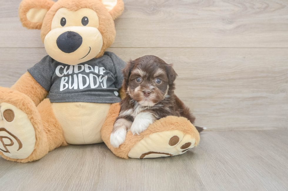 5 week old Havanese Puppy For Sale - Seaside Pups