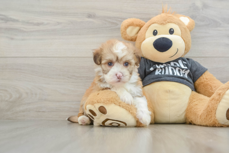 Meet Gianni - our Havanese Puppy Photo 1/3 - Seaside Pups