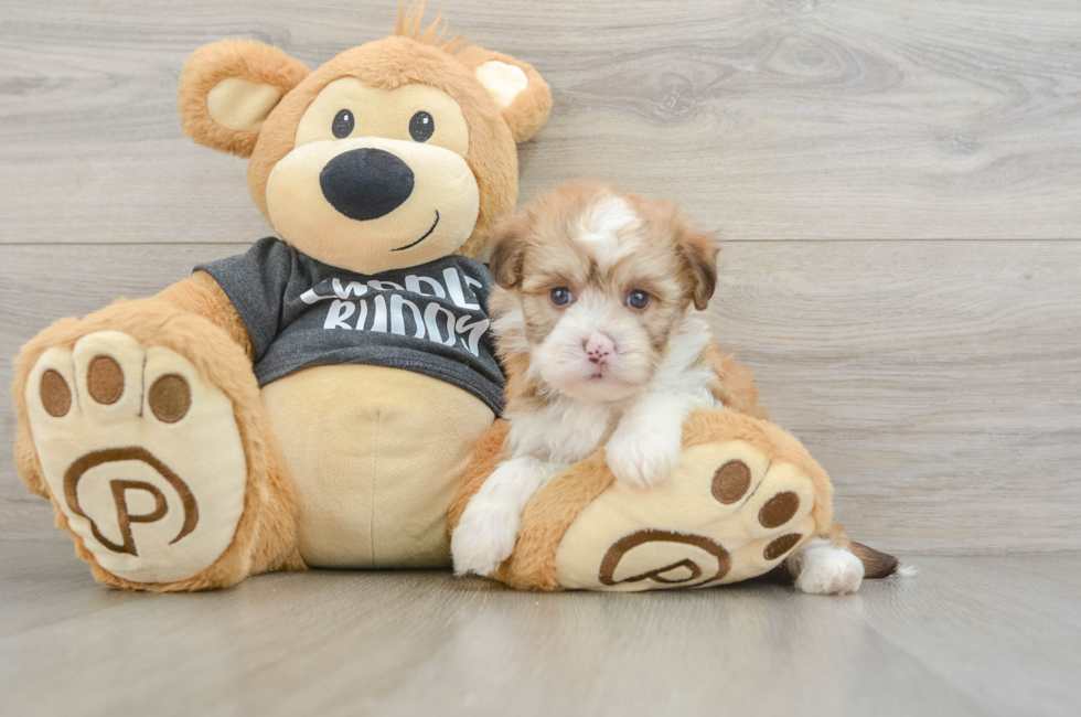 5 week old Havanese Puppy For Sale - Seaside Pups