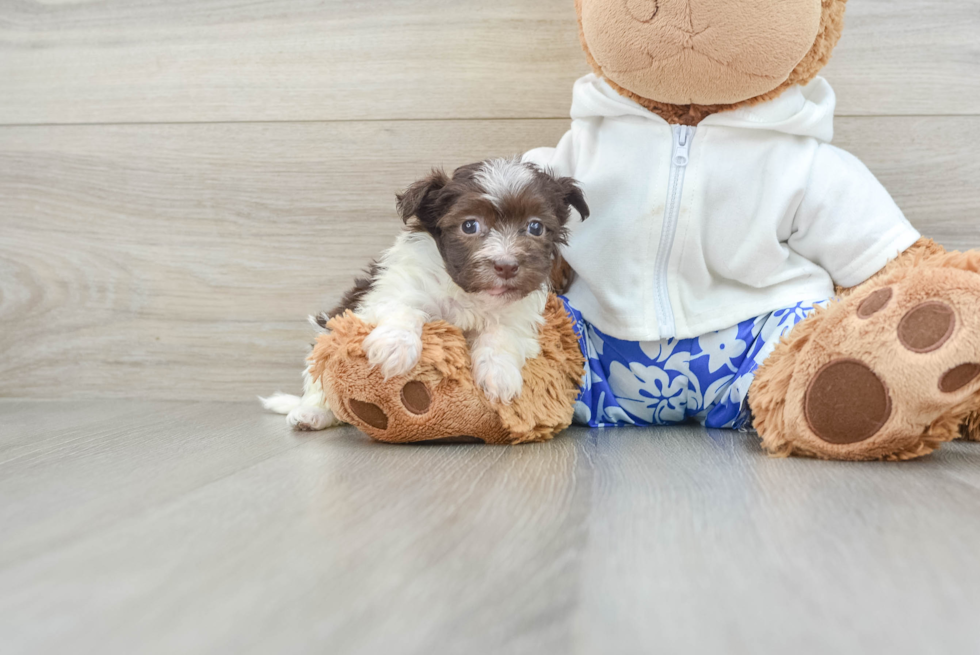 Havanese Pup Being Cute