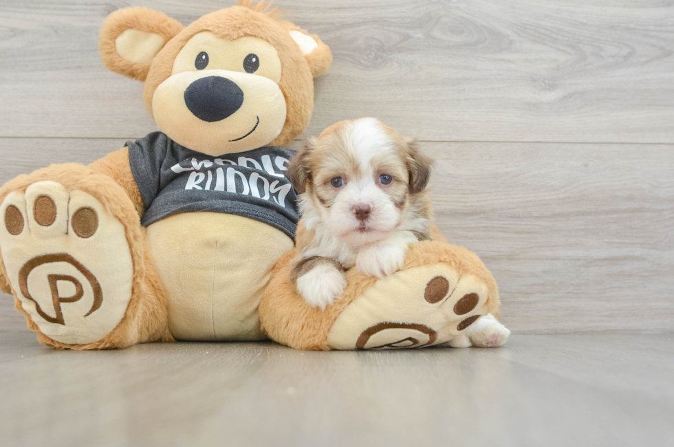 5 week old Havanese Puppy For Sale - Seaside Pups