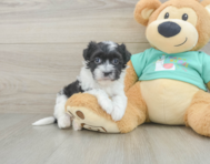 7 week old Havanese Puppy For Sale - Seaside Pups
