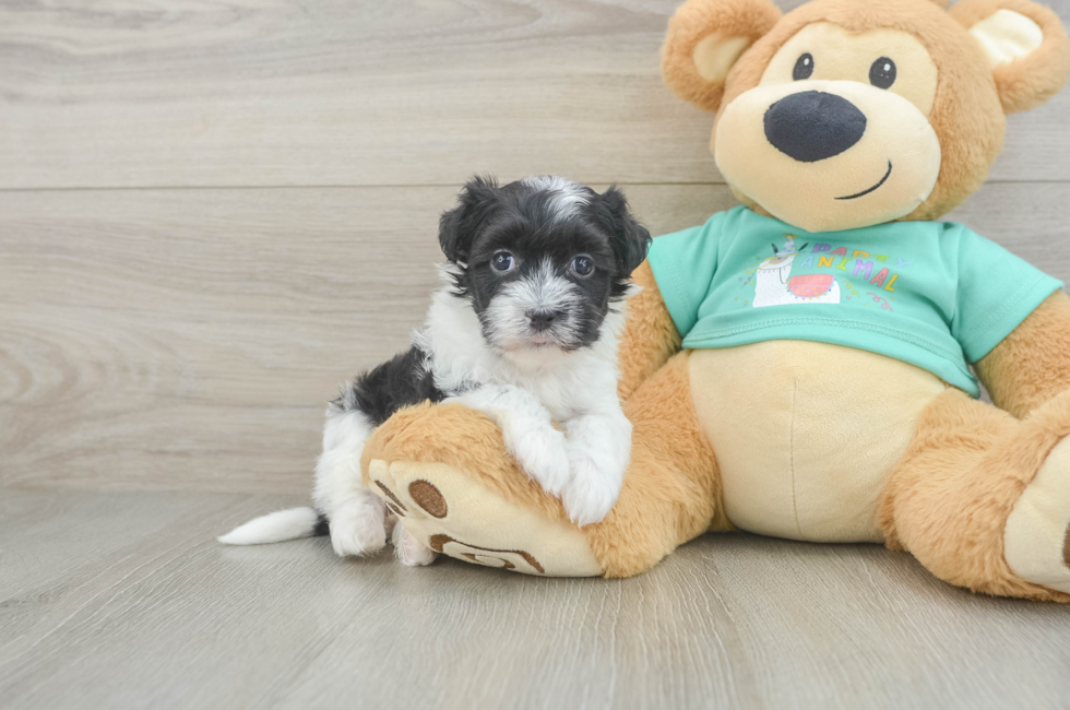 6 week old Havanese Puppy For Sale - Seaside Pups