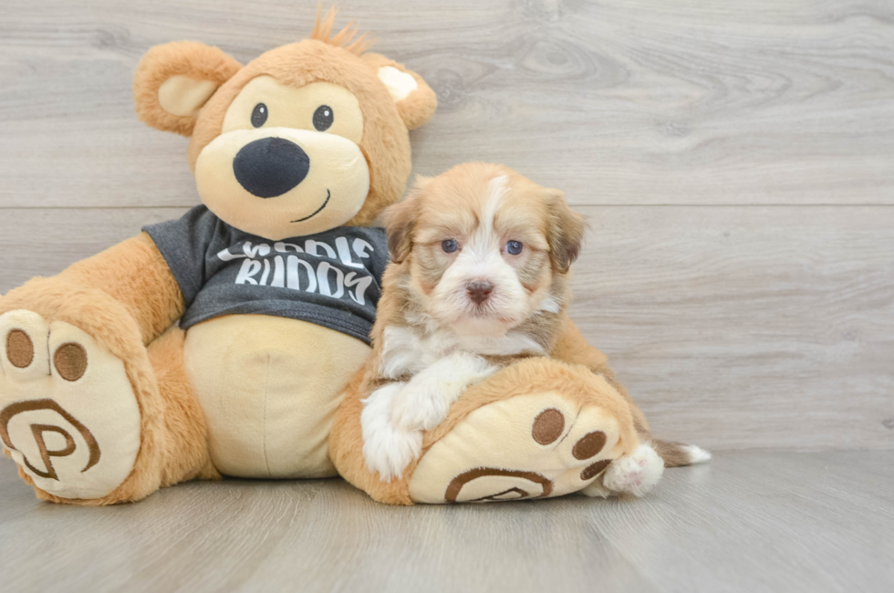 5 week old Havanese Puppy For Sale - Seaside Pups