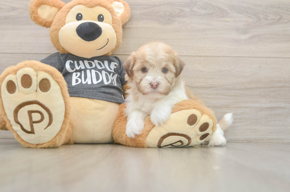 5 week old Havanese Puppy For Sale - Seaside Pups