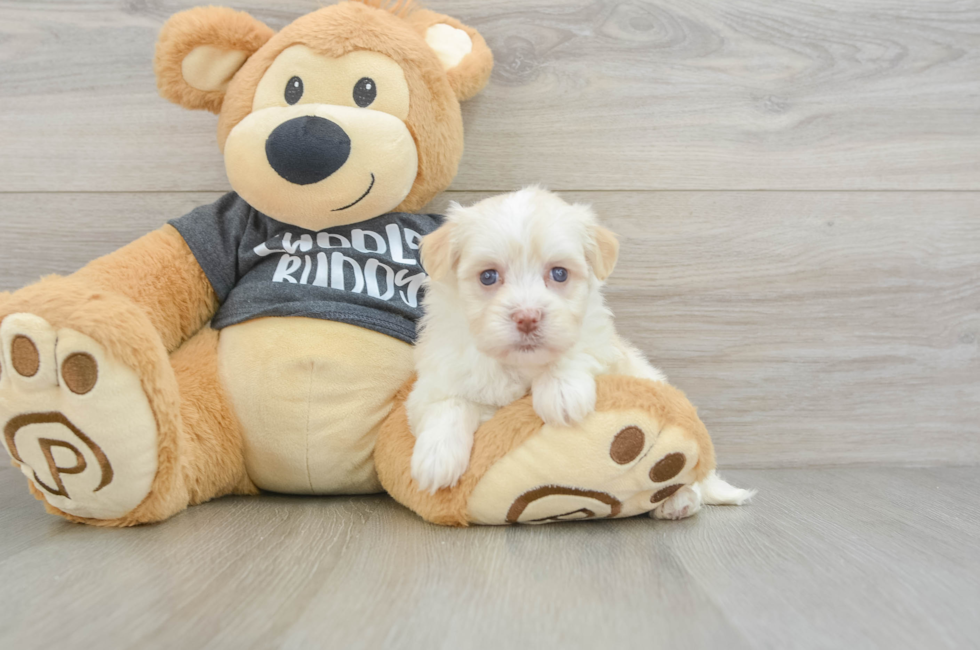 5 week old Havanese Puppy For Sale - Seaside Pups