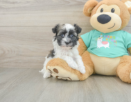 7 week old Havanese Puppy For Sale - Seaside Pups