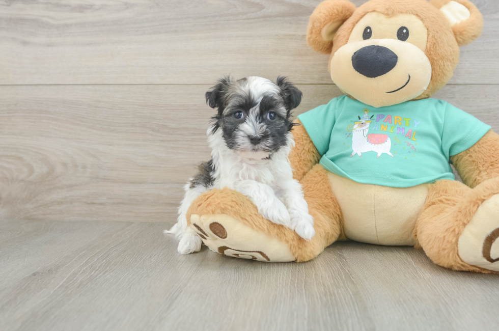 6 week old Havanese Puppy For Sale - Seaside Pups