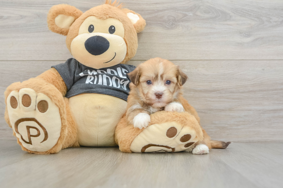 5 week old Havanese Puppy For Sale - Seaside Pups