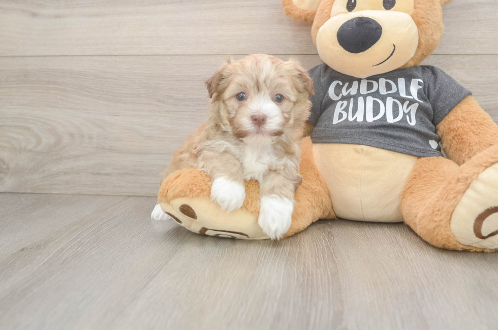 5 week old Havanese Puppy For Sale - Seaside Pups
