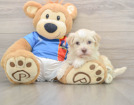 6 week old Havanese Puppy For Sale - Seaside Pups