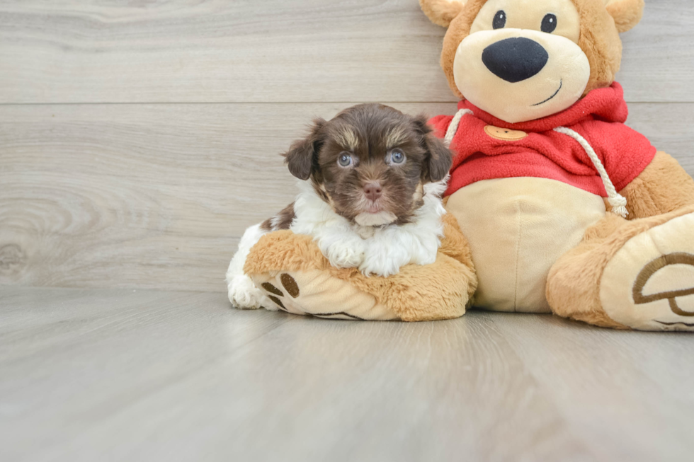 Best Havanese Baby