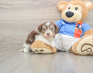 5 week old Havanese Puppy For Sale - Seaside Pups
