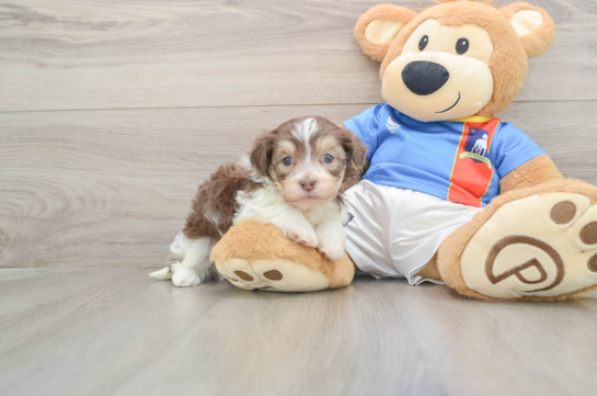 Little Havanese Purebred Pup