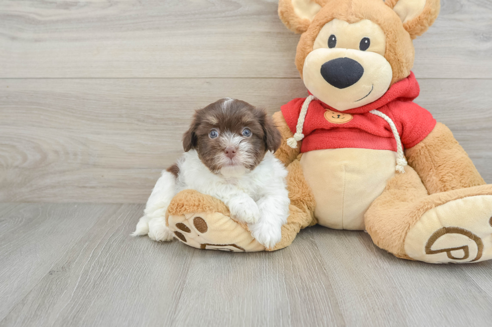 Hypoallergenic Havanese Purebred Pup