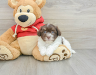 8 week old Havanese Puppy For Sale - Seaside Pups