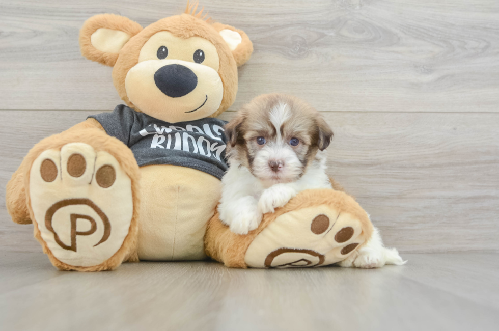 5 week old Havanese Puppy For Sale - Seaside Pups