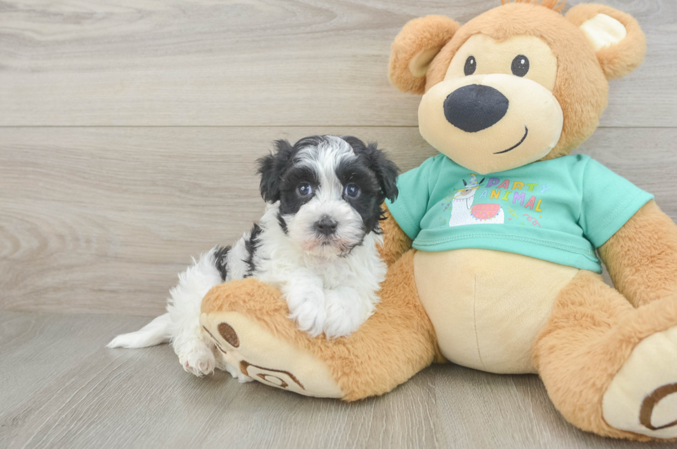 6 week old Havanese Puppy For Sale - Seaside Pups