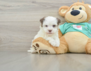 7 week old Havanese Puppy For Sale - Seaside Pups