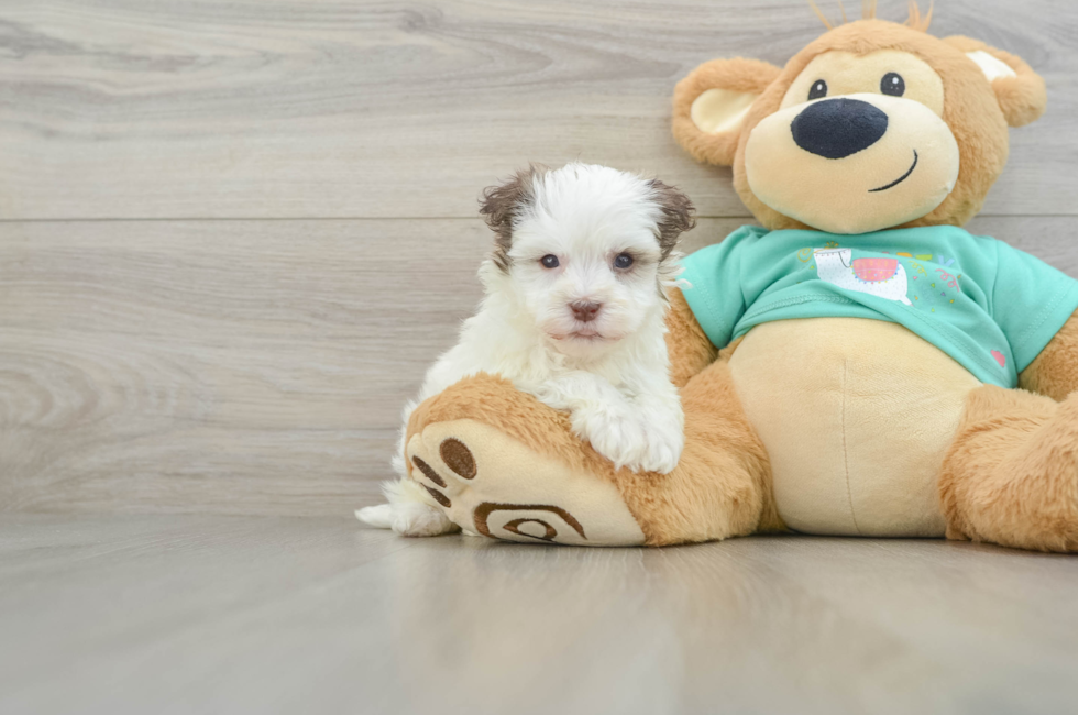 6 week old Havanese Puppy For Sale - Seaside Pups