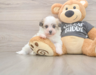 5 week old Havanese Puppy For Sale - Seaside Pups