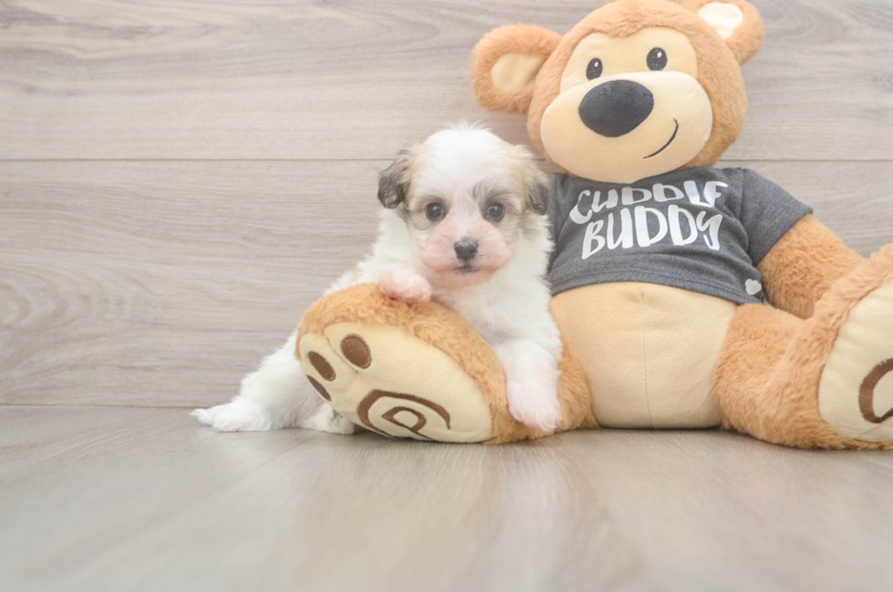 5 week old Havanese Puppy For Sale - Seaside Pups