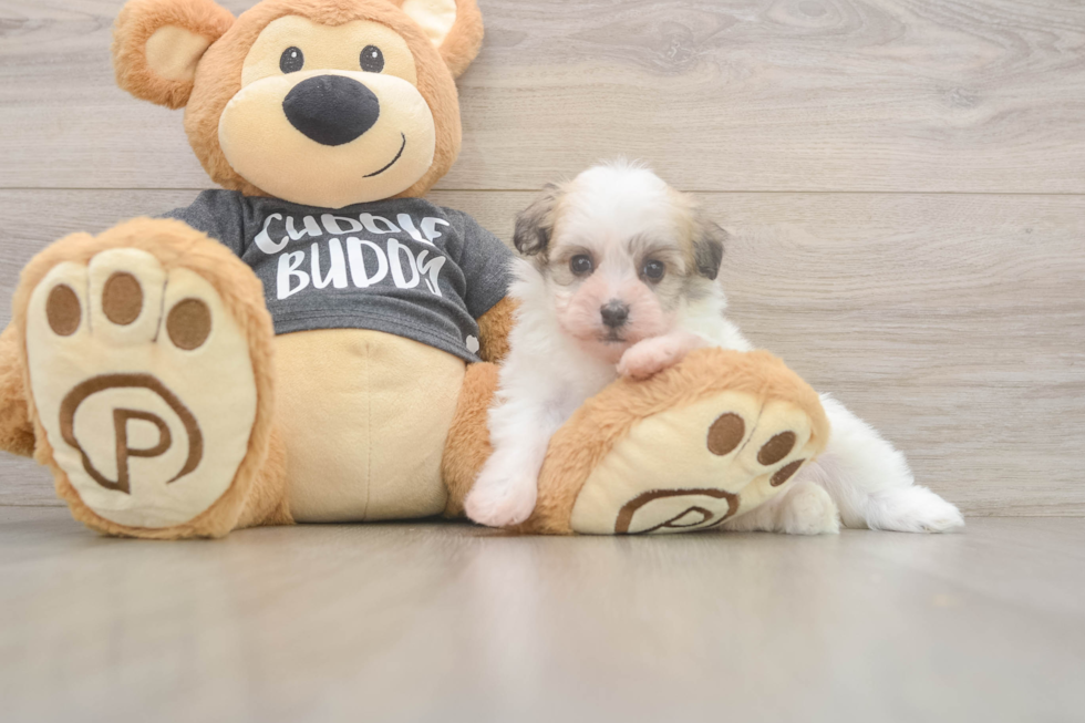 Best Havanese Baby