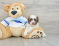 8 week old Havanese Puppy For Sale - Seaside Pups