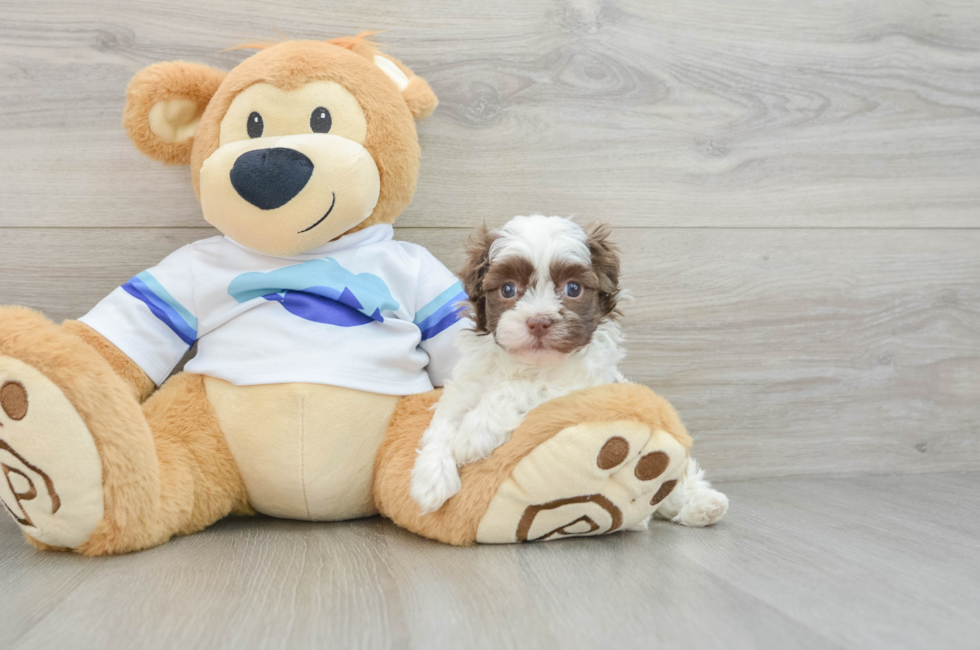 5 week old Havanese Puppy For Sale - Seaside Pups