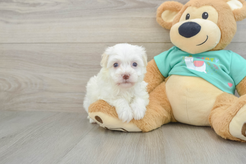 Meet Harris - our Havanese Puppy Photo 1/3 - Seaside Pups