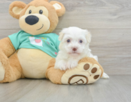 6 week old Havanese Puppy For Sale - Seaside Pups