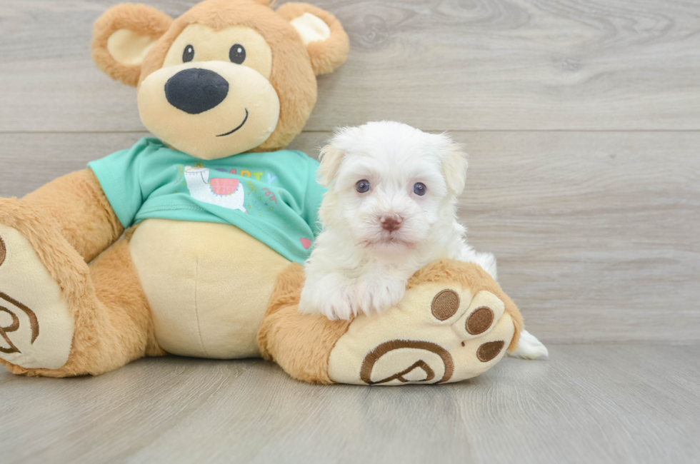 6 week old Havanese Puppy For Sale - Seaside Pups