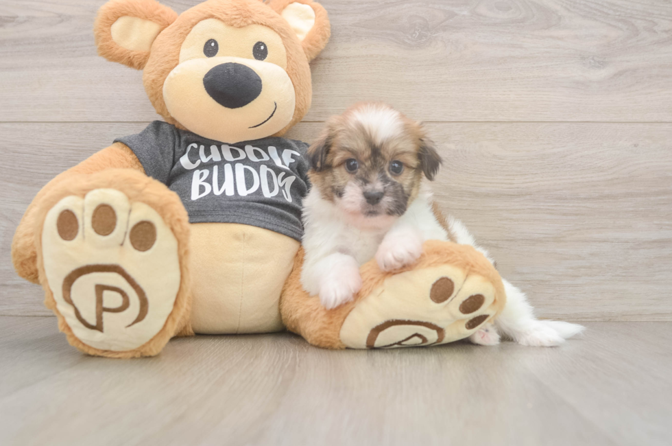 5 week old Havanese Puppy For Sale - Seaside Pups