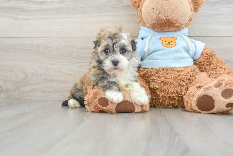 Fluffy Havanese Cuban Bichon Purebred Puppy