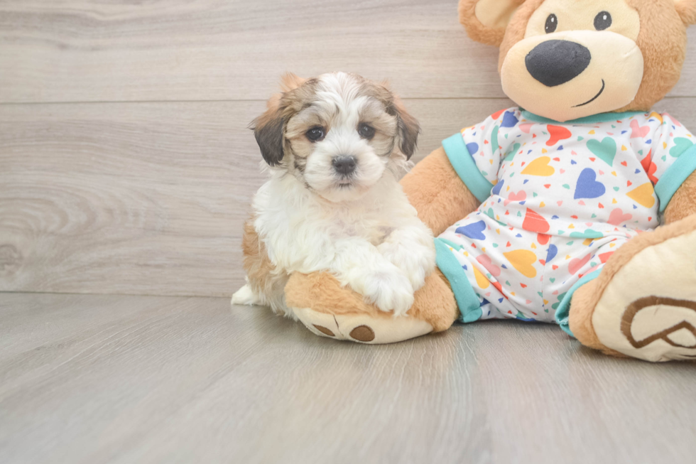 Popular Havanese Baby