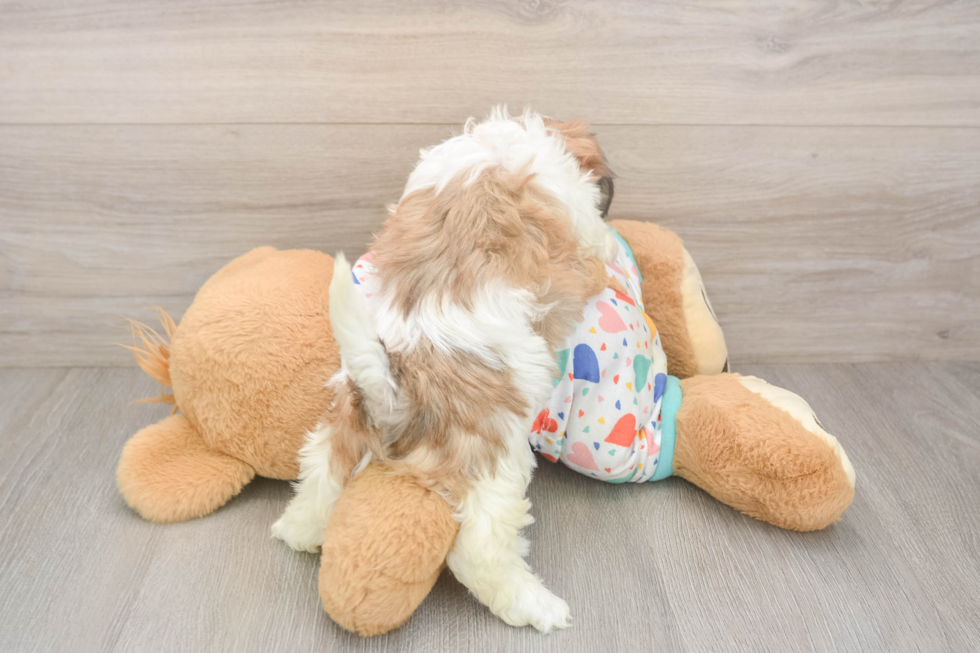 Little Havanese Baby