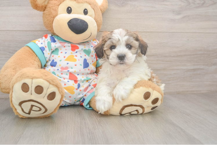 Smart Havanese Cuban Bichon Purebred Puppy