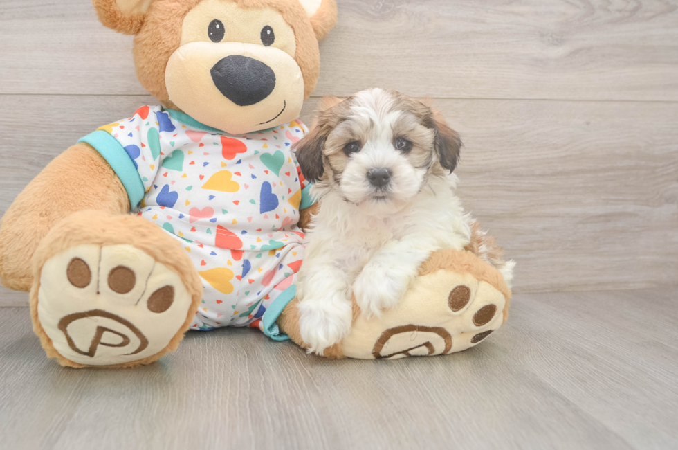5 week old Havanese Puppy For Sale - Seaside Pups