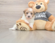5 week old Havanese Puppy For Sale - Seaside Pups