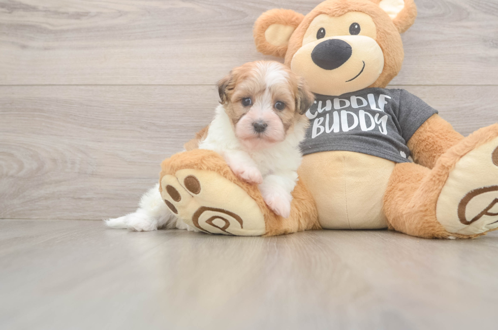 5 week old Havanese Puppy For Sale - Seaside Pups