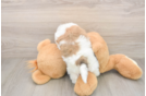 Havanese Puppy for Adoption