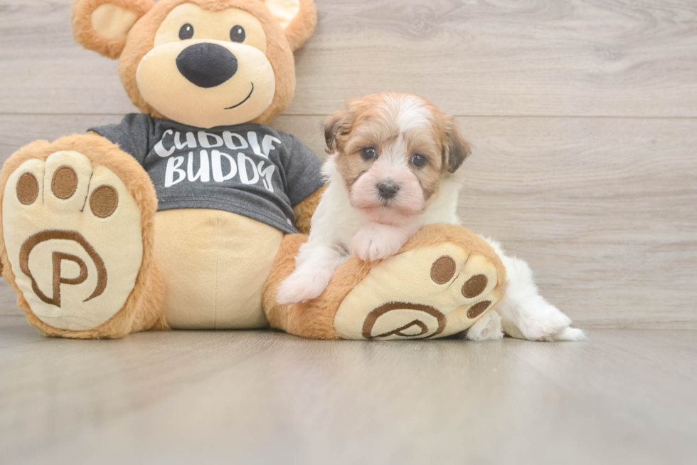 Havanese Puppy for Adoption