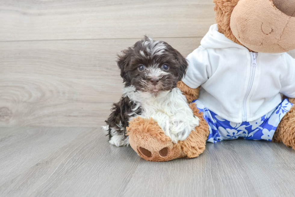 Small Havanese Baby