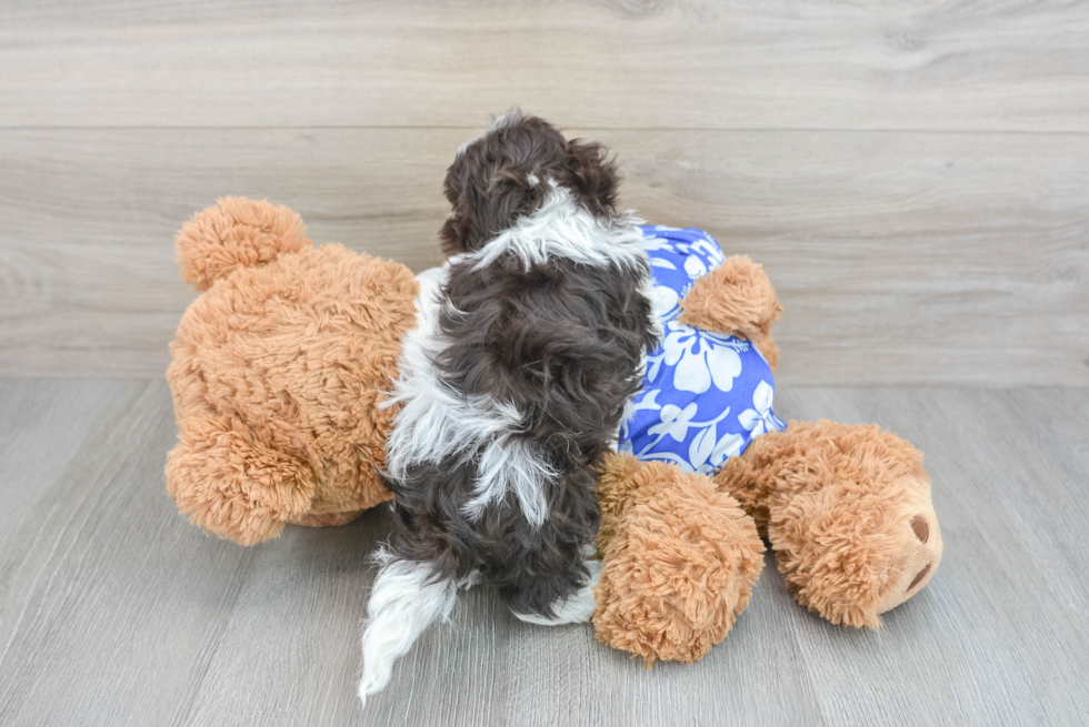 Havanese Pup Being Cute