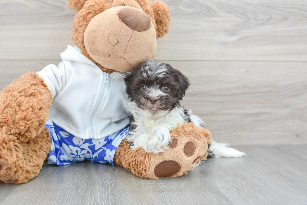 Havanese Pup Being Cute