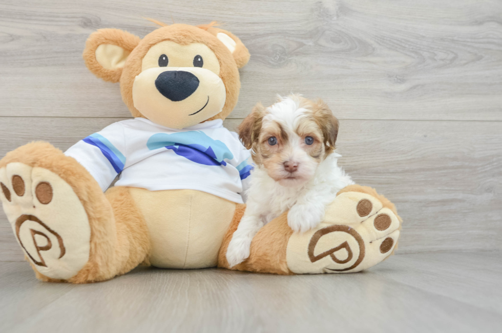 5 week old Havanese Puppy For Sale - Seaside Pups