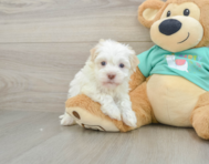 7 week old Havanese Puppy For Sale - Seaside Pups